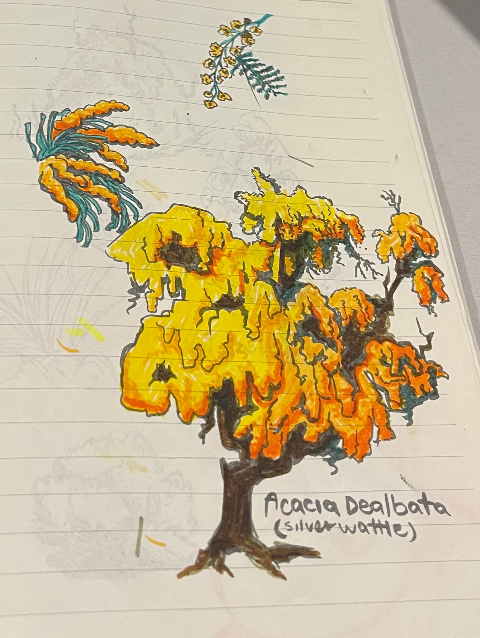 Hand-drawn study illustration of the Australian silver wattle tree (Acacia dealbata), showing yellow blossoms and foliage as part of environmental research into native ecosystems.