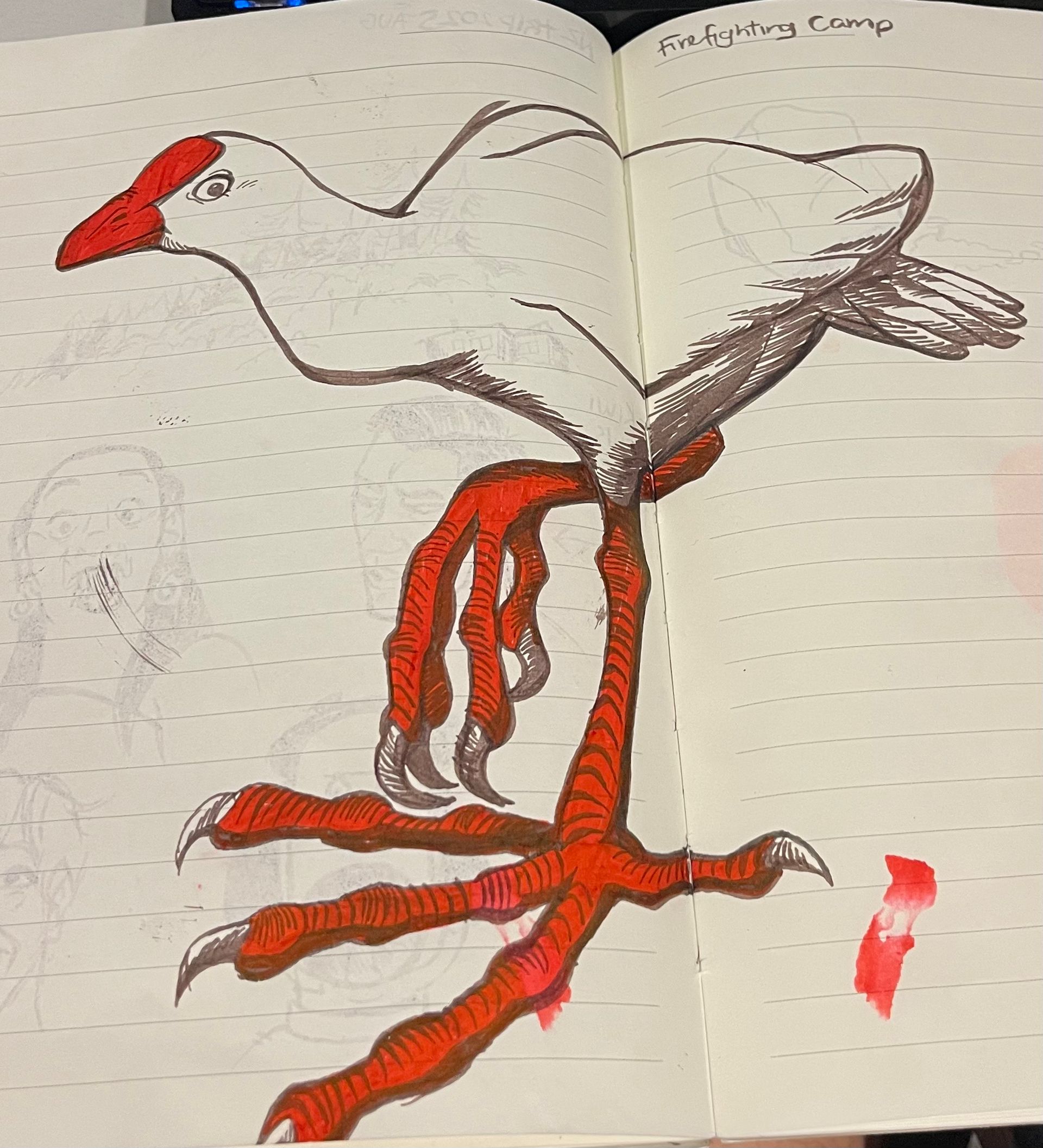 Sketch study of bright red talons and legs of an Australian bird of prey, showing claw structure and anatomy for wildlife illustration and environmental study.