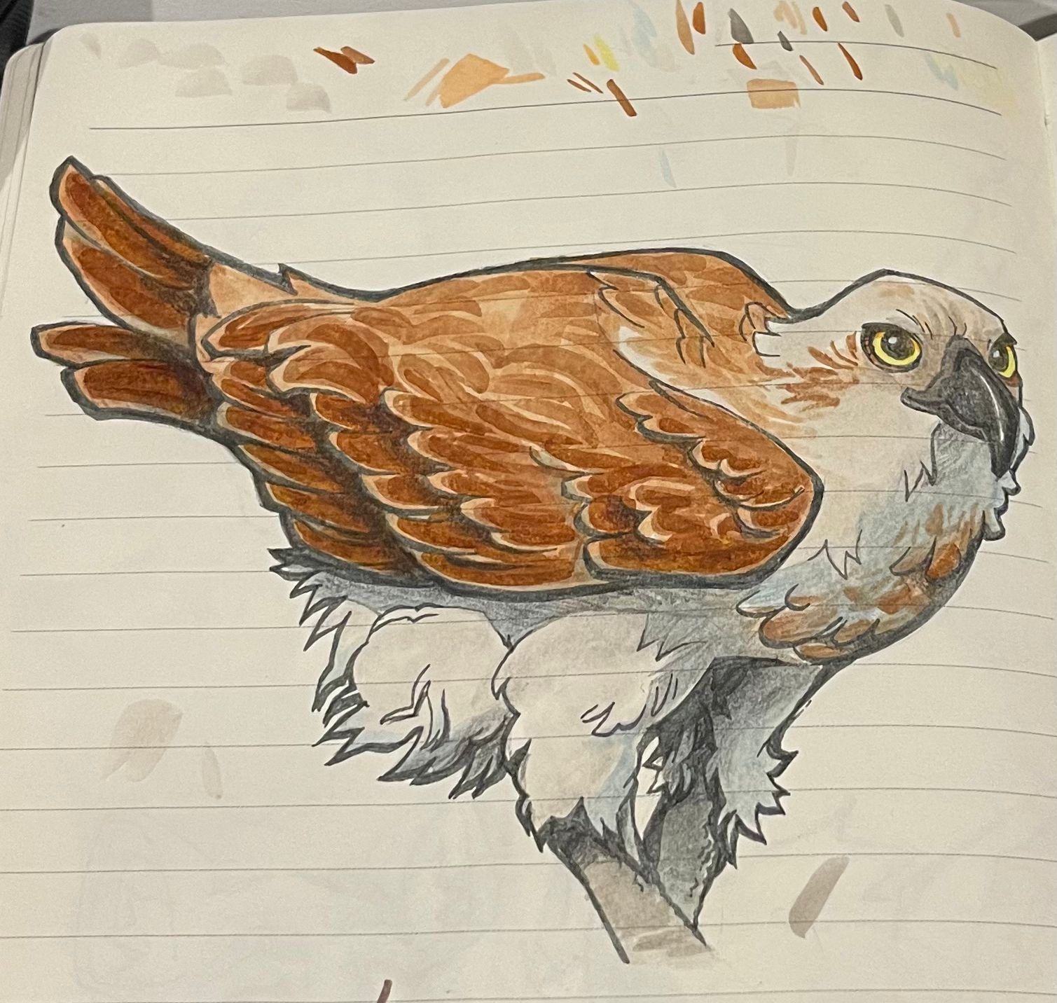 Detailed sketch illustration of a Brahminy kite bird of prey, showing brown wings and white head, drawn as part of a native Australian wildlife study.