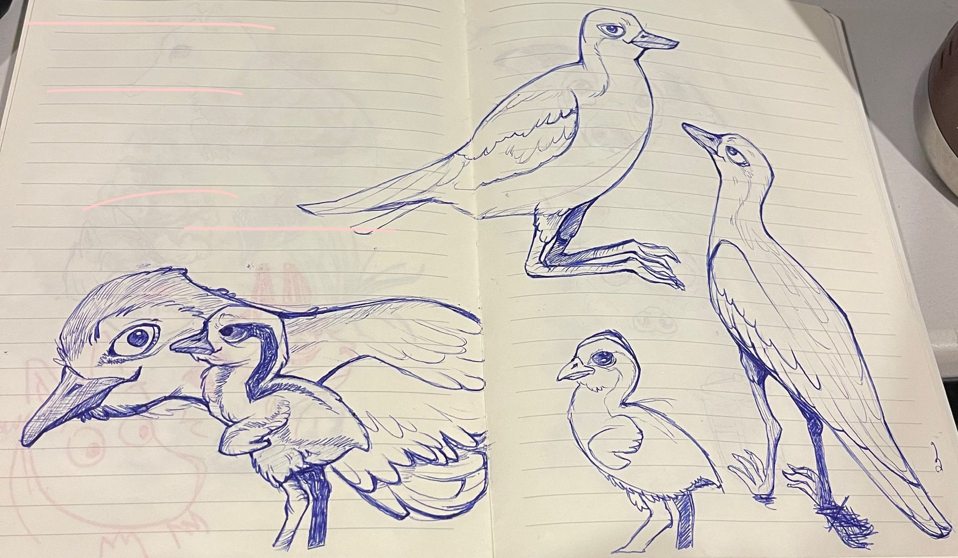 Hand-drawn sketch studies of Australian coastal birds in a notebook, showing multiple poses and anatomy references used for wildlife illustration and environmental research.