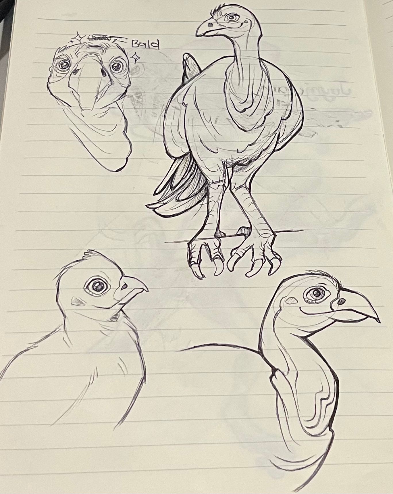 Pencil sketch studies of the bush stone-curlew showing head, body and stance anatomy drawn as part of Australian bird research and wildlife illustration practice.