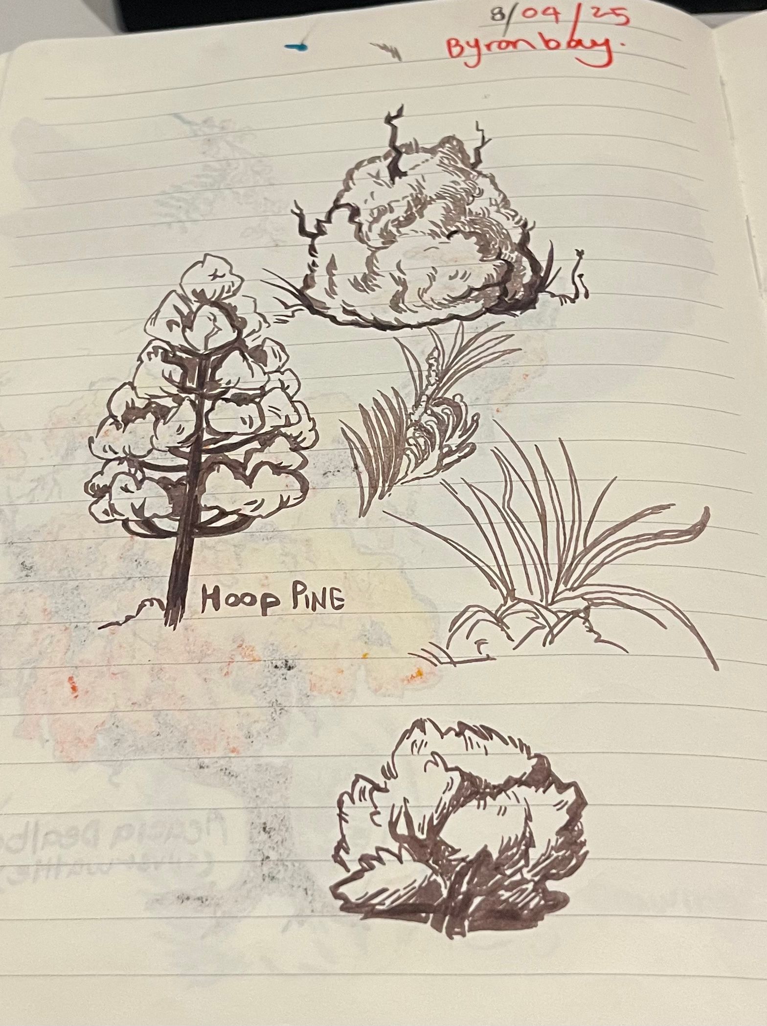 Sketchbook study of Australian native plants including a hoop pine tree, drawn as part of environmental and botanical illustration research.