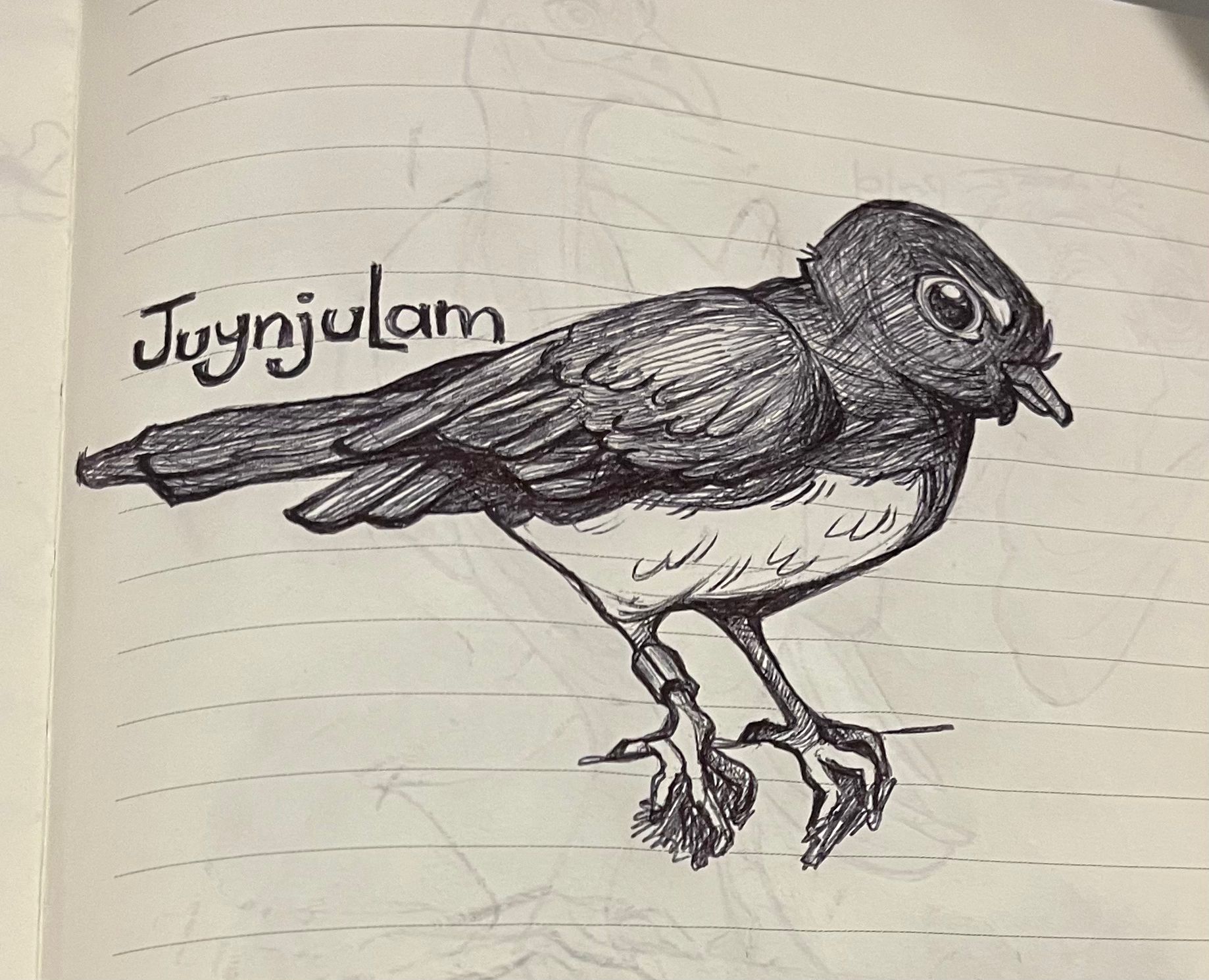 Sketchbook drawing of a willy wagtail bird labelled “Juyjulam,” representing Bundjalung language and Australian bird illustration studies.