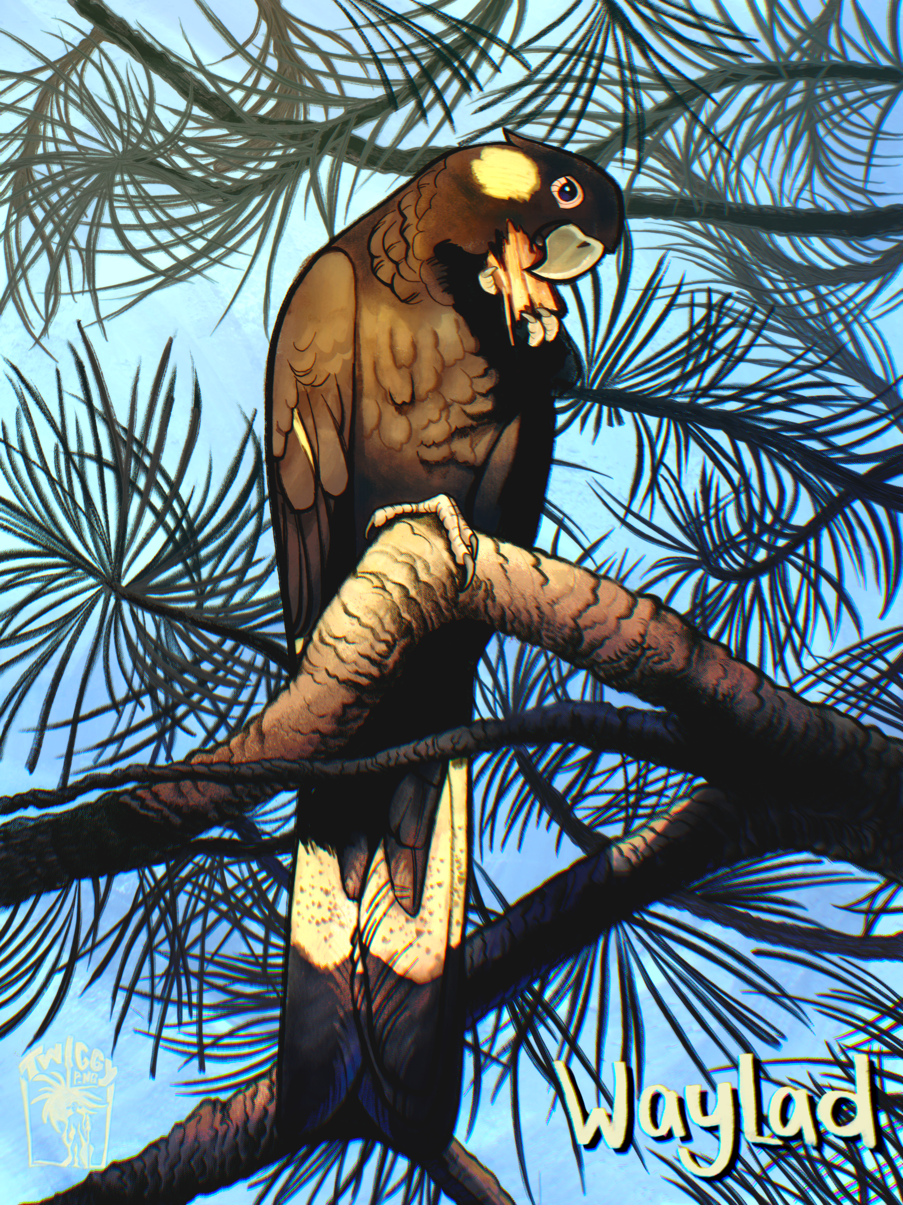 Illustration of Waylad (Calypterhynchus funereus), the black cockatoo named in Bundjalung language, perched in native tree branches.